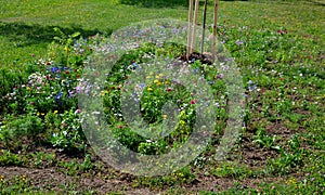 A flower meadow is a term used in horticulture to denote a variegated