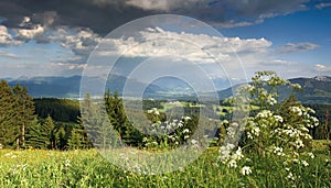 Flower meadow and thundery clouds in the mountains