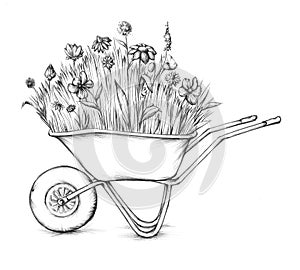 Flower meadow in wheelbarrow