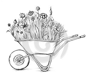 Flower meadow in wheelbarrow photo