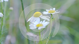 Flower meadow with white beautiful flowers.