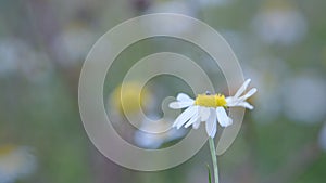 Flower meadow with white beautiful flowers.