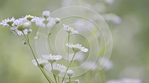 Flower meadow with white beautiful flowers.