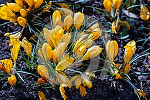Flower meadow with yellow crocuses, flowering field in spring. Pretty group of yellow crocuses