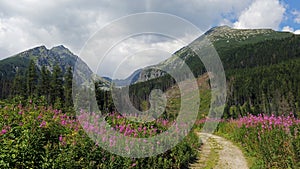 Květinové louky v národním parku Vysoké Tatry, Slovensko