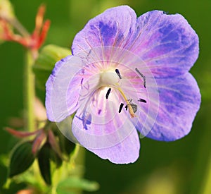 Flower of medadow cranesbill