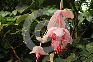Flower of Medinilla magnifica photo