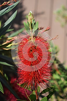 Flower of Melaleuca citrina or lemon bottlebrush.