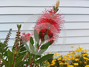 Flower of Melaleuca citrina or lemon bottlebrush.