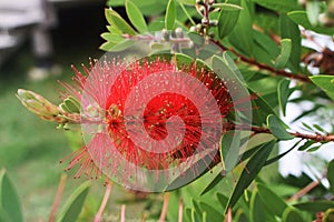 Flower of Melaleuca citrina or lemon bottlebrush.