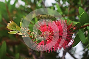 Flower of Melaleuca citrina or lemon bottlebrush.