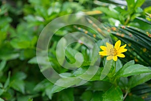 Flower (Melampodium Paludosum Flower)