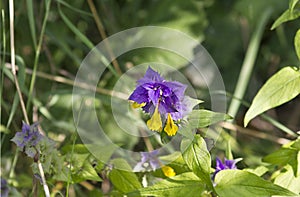 Flower Melampyrum nemorosum