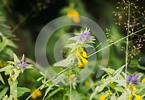 Flower Melampyrum nemorosum. Wildflowers