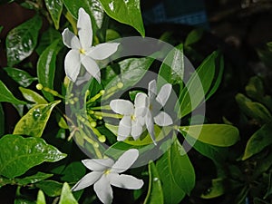 flower melati