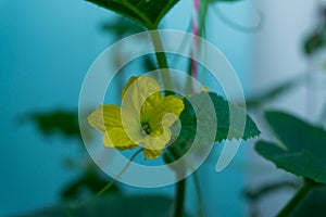 flower melon and leaf on tree