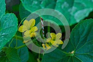 Flower melon and leaf on tree