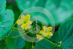 flower melon and leaf on tree