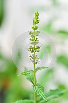 The flower of Mentha piperita L blooming in the vase in the backyard photo