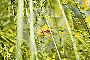 Flower of Mexican palo verde tree