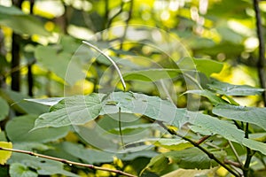 Flower of a Mexican pepperleaf, Piper auritum