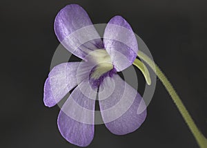 Flower of Mexican Pinguicula