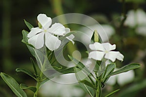 A flower in the middle of the forest