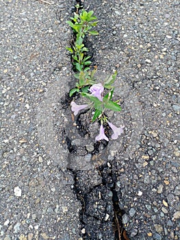 Flower in the middle of road after rain in LabuanBajo photo