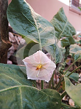 Flower in the mids of leaves