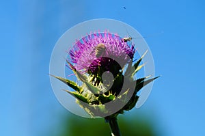 Flower of a milk thistle with insects.