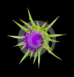 Flower Milk thistle isolated on a black background