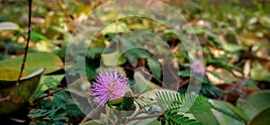 Flower of mimosa pudica plant,closeup of pink flower with green leaves backgroun