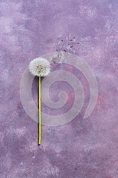 Flower minimalism, dandelion with seeds on a beautiful abstract background. Top view, space for text. Pink-purple background.