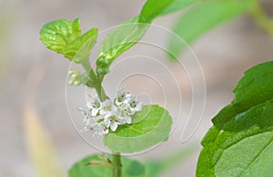 Flower of mint blooming