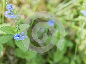 flower Miosotis forget-me-not. close-up