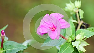 Close up of Mirabilis jalapa or Marvel of peru or four o`clock flower photo