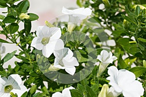 Flower Mirabilis jalapa white in garden. Thailand floriculture