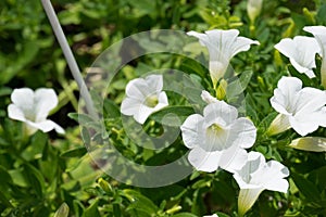 Flower Mirabilis jalapa white in garden. Thailand floriculture