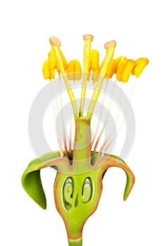 Flower model with stamens and pistils photo