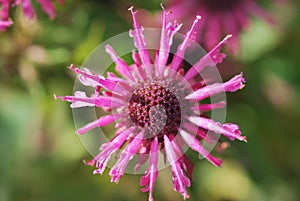 Flower of Monarda Didyma