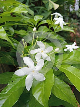 Flower mondokaki / Tabernaemontana divaricata
