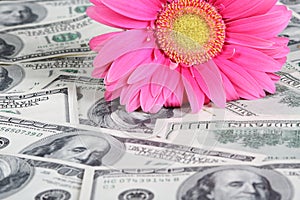 Flower on the money
