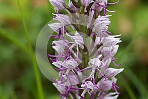 Flower of the Monkey orchid Orchis simia