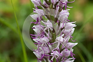 Flower of the Monkey orchid Orchis simia photo