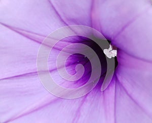 Flower morning glory