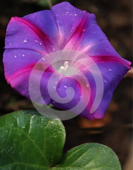 Flower of the morning glory bright lilac-pink with a leaf