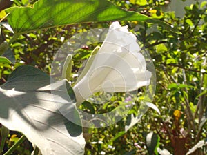 Flower of the morning glory, fused petals, corolla white, margins ruffled, trumpet-like, in clusters at the ends of branches. photo
