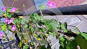 Flower morning glory. Purple flowers, nature, climbing plant. Summer, warm weather. Video HD modern