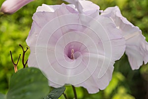 Flower (Morning Glory Tree Flower, Convolvulaceae)