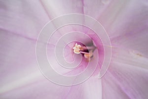 Flower (Morning Glory Tree Flower, Convolvulaceae)